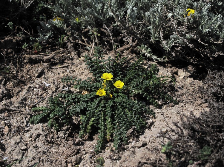 Morisia monanthos